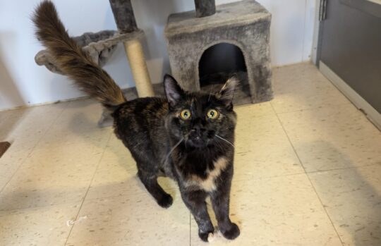 Tortoiseshell Cat for Adoption: Find Your Perfect Furry Friend Today