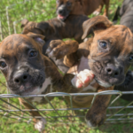Boxer puppies in a pen