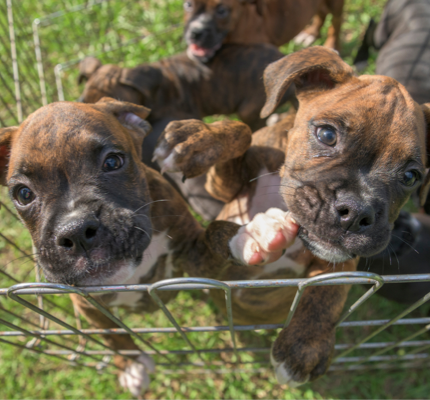 Boxer puppies in a pen