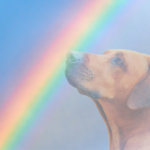 Dog next to a rainbow