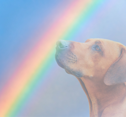 Dog next to a rainbow