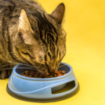 Grey tabby cat eating from a bowl