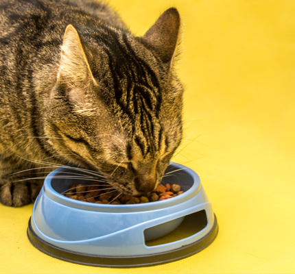 Grey tabby cat eating from a bowl