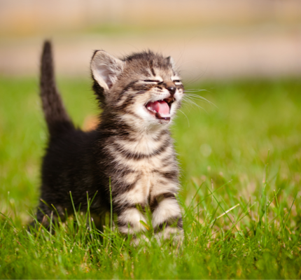 Tabby kitten in the grass, meowing