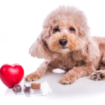 Small poodle-like dog sitting next to a heart and medications