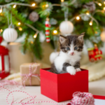 Kitten in a gift box with a Christmas tree behind him