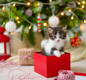 Kitten in a gift box with a Christmas tree behind him