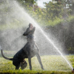 Dog playing in sprinkler