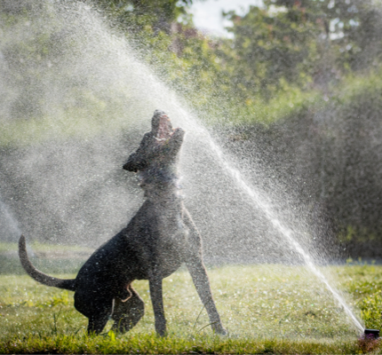 Dog playing in sprinkler
