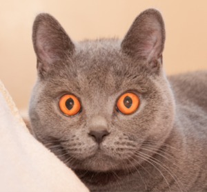 Grey cat with striking yellow eyes