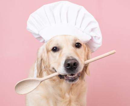 Dog wearing a chef hat with a wooden spoon in its mouth