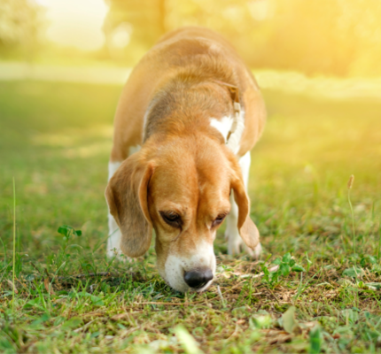 Beagle smelling grass