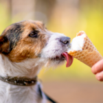 Small dog licking an ice cream cone