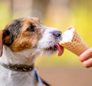 Small dog licking an ice cream cone