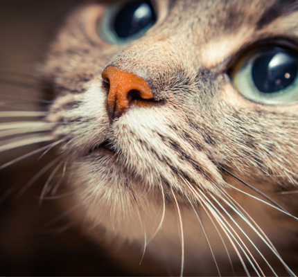 Closeup of a cat's whiskers