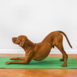 Lage dog doing the downward dog yoga pose
