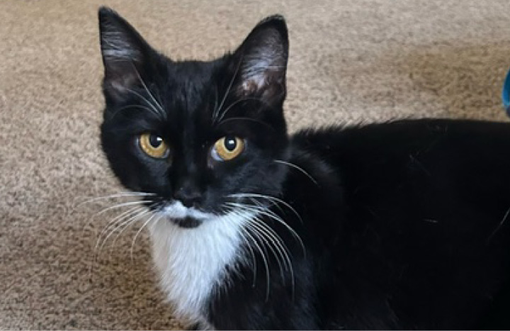 Black cat with a white chest and mustache