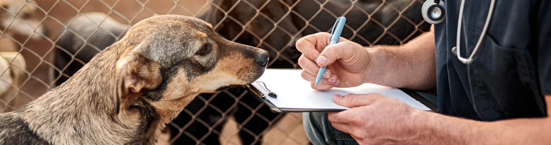A dog looking at a person writing on a clipboard