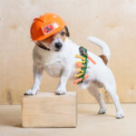 Dog wearing a hard hat and a tool belt