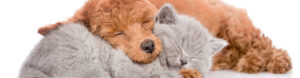 Kitten and puppy cuddling