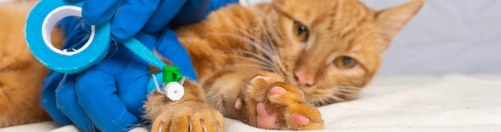 An orange cat getting a bandage around its leg
