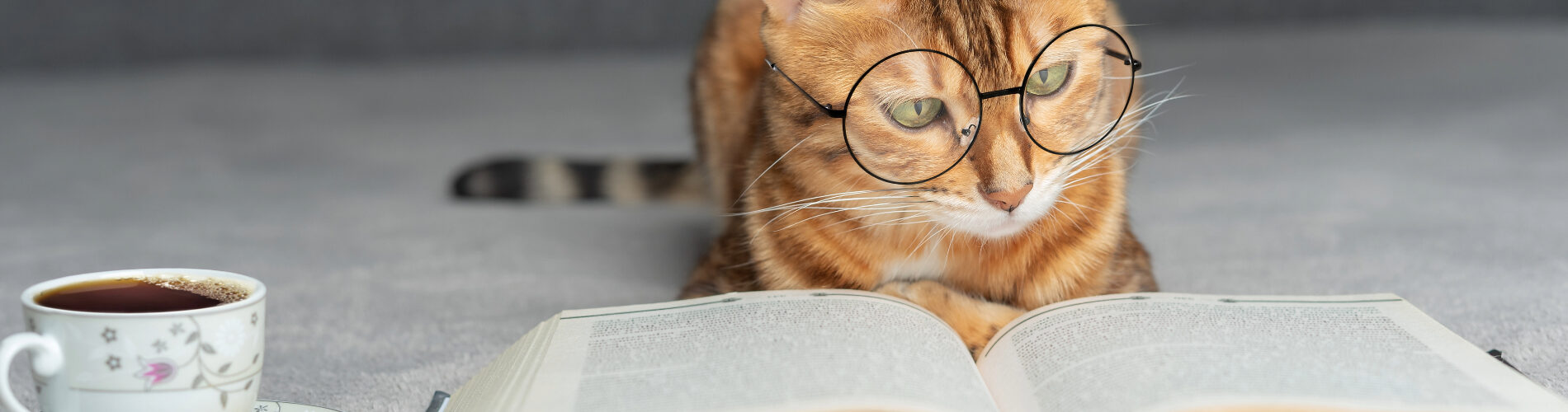 Cat wearing glasses reading a book