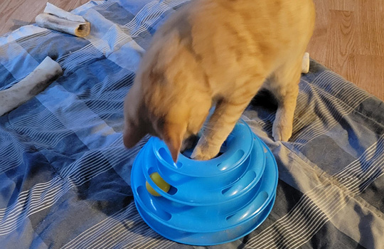 Orange cat playing with a blue toy