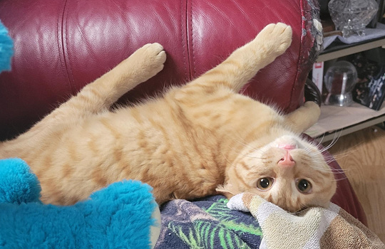 Orange cat laying on its back