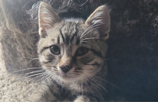 home-pembina-valley-humane-society