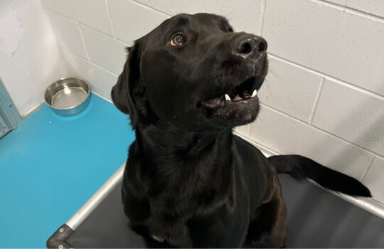 home-pembina-valley-humane-society