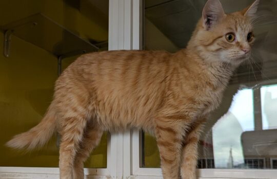 How Much Does a Cat Cost to Adopt: True Expenses Revealed