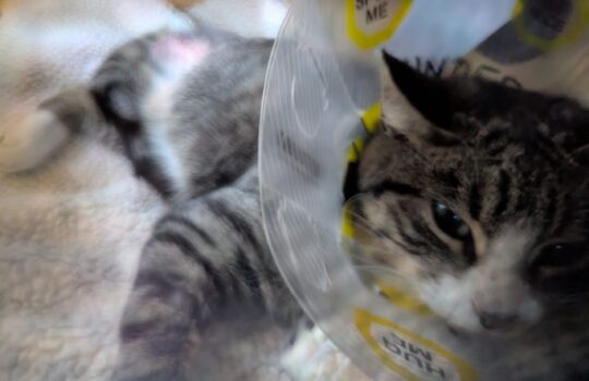 PXL_20251211_220350955