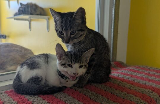 PXL_20260130_174936584