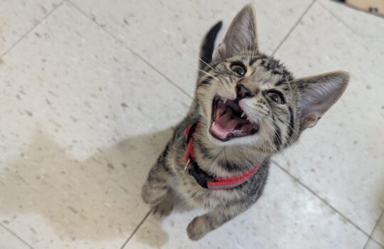 PXL_20260130_175137620