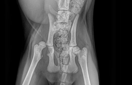 2.16.840.1.114440.1.2.1.4999.15697.20260129.104935674.18534169 (1)