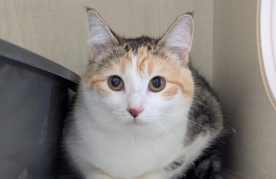 PXL_20260204_182126864 (1)