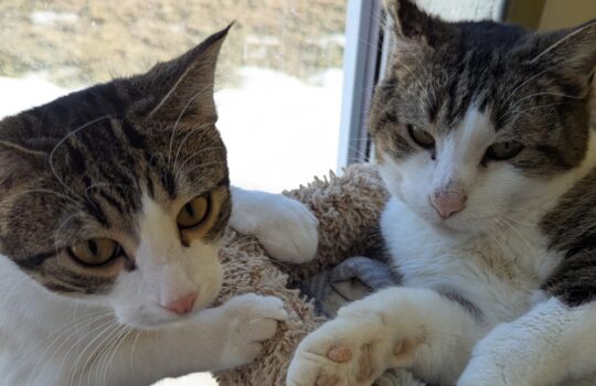 PXL_20260213_190947231