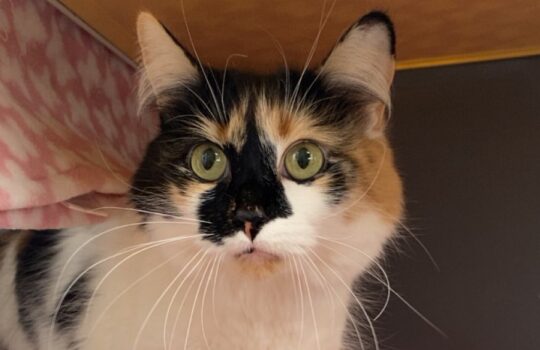 CkgKRlNuYXBjaGF0LzEzLjgwLjAuNTEgKFBpeGVsIDY7IEFuZHJvaWQgMTYjMTQ0MDE4NjUjMzY7IGd6aXApIFYvTVVTSFJPT00=