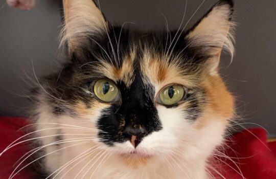 CkgKRlNuYXBjaGF0LzEzLjgwLjAuNTEgKFBpeGVsIDY7IEFuZHJvaWQgMTYjMTQ0MDE4NjUjMzY7IGd6aXApIFYvTVVTSFJPT00=