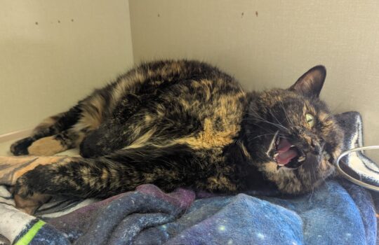 PXL_20260323_204602016