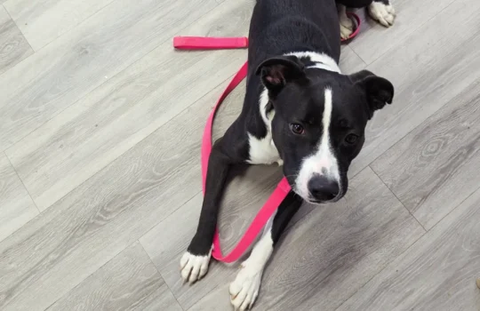 IMG_20260403_163837_318