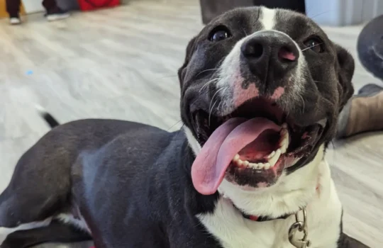 IMG_20260403_163837_336