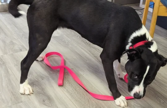 IMG_20260403_163837_359