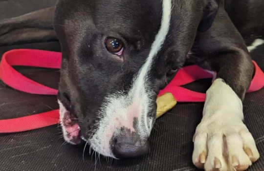 IMG_20260403_163837_374