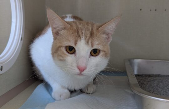 PXL_20260318_202022572 (1)